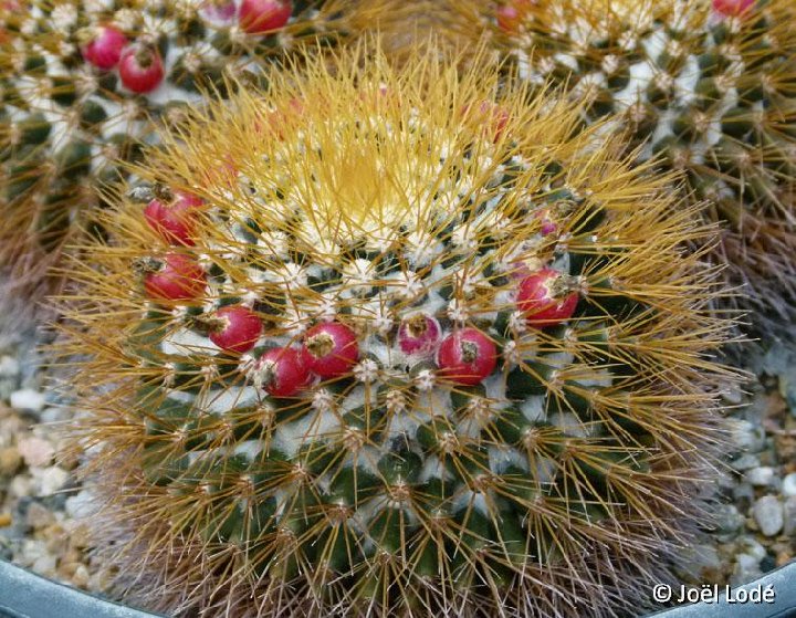 Mammillaria nivosa JLcoll.2869